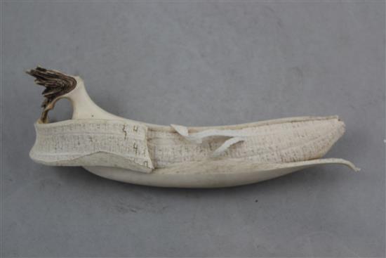 A Japanese ivory model of a partially peeled banana, early 20th century, 18.5cm. slight losses